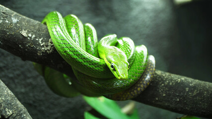 Green snake resting on the branch of a tree