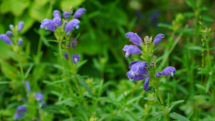 Blooming Dracocephalum argunense Fisch at the garden in late May.Korean local purple flower