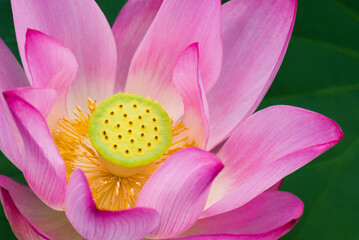 Close-up of the lotus flower in the garden with blurred background 