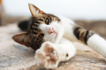 Tricolor kitty lies on the stone floor outdoor, domestic animals relaxing. Paw in the camera