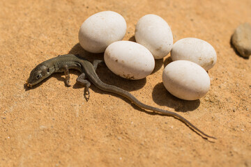 The sand lizard (Lacerta agilis) is a lacertid lizard. A baby reptile has just hatched from an egg.