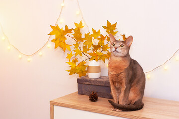 Abyssinian cat white living room minimalist interior shelf. Autumn decoration room home interior. Cat light garland yellow maple leaves. Modern white empty wall. Copy space selective focus long banner