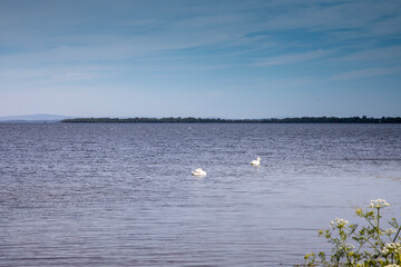 Two white swans on Lough Neagh, near Lurgan Northern Ireland on a warm sunny spring day in May