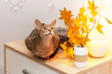 Abyssinian cat white living room minimalist interior shelf. Autumn decoration room home interior. Cat light garland yellow maple leaves lamp. Modern empty wall. Copy space selective focus long banner