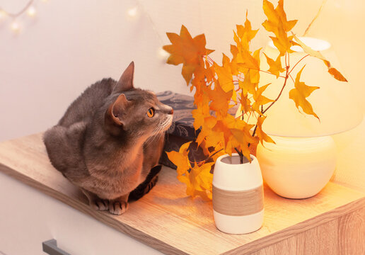Abyssinian cat white living room minimalist interior shelf. Autumn decoration room home interior. Cat light garland yellow maple leaves lamp. Modern empty wall. Copy space selective focus long banner