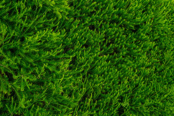 Wall of hedges in the garden