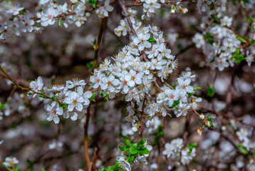 Beautiful blooming apricot tree branches with white flowers growing in a garden. Spring nature background.