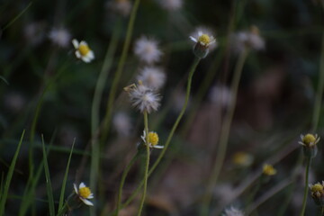 Tridax procumbens, commonly known as coatbuttons or tridax daisy, is a species of flowering plant in the daisy family. It is best known as a widespread weed and pest plant. 