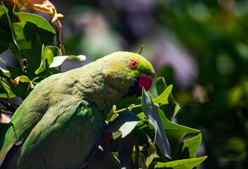 A closeup portrait of a female rose-ringed parakeet (Psittacula krameri) looking at the photographer