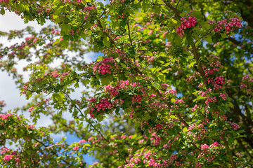 Photo of flowering branches of bushes and trees. Spring. Flower texture. Spring.