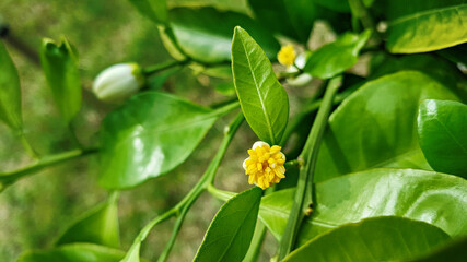 제주도 귤나무 귤꽃 꽃망울