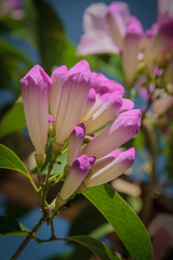 Pink purple flower buds from climbing flowering plants