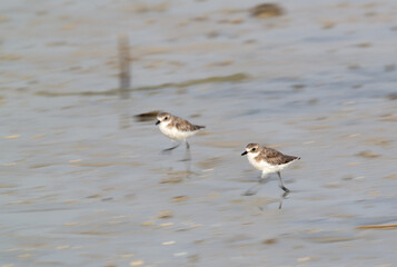 Lesser sand plovers running, a motion blur effect