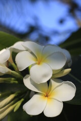 flower white nature plumeria orchid