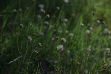 Achenes of tridax daisy OR coatbuttons flower OR Tridax procumbens containing dried seeds.Gujarat,India