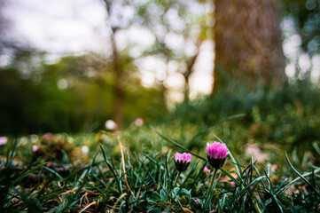 Young clovers blooming in the wild on a glade in forest in sunset or sunrise