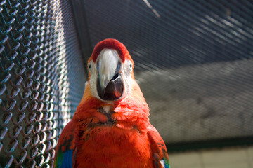 Red parrot in cage