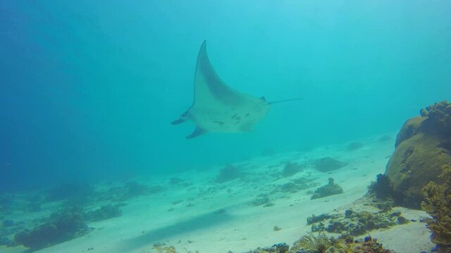 Reef manta ray (mobile Alfred) swimming in Komodo national park, East Nusa Tenggara, Indonesia. View from below up to the water surface. Manta point shallow dive site.
