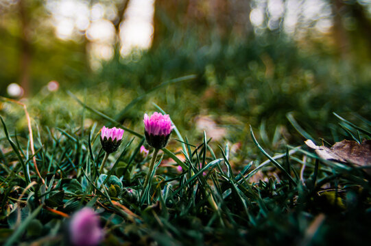 Young clovers blooming in the wild on a glade in forest in sunset or sunrise
