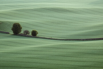 Green agricultural fields and stone fence in the morning. West Lothian, Scotland.