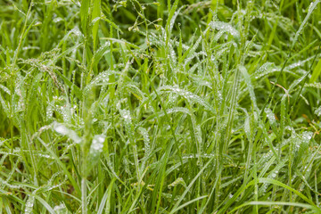 Obraz premium Fresh green grass with dew drops close up. Water driops on the fresh grass after rain. Light morning dew on the green leafs.