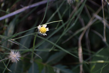 Tridax procumbens, commonly known as coatbuttons or tridax daisy, is a species of flowering plant in the daisy family. It is best known as a widespread weed and pest plant. 
