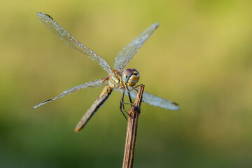 Demoiselle Blue Dragonfly is in its natural habitat.