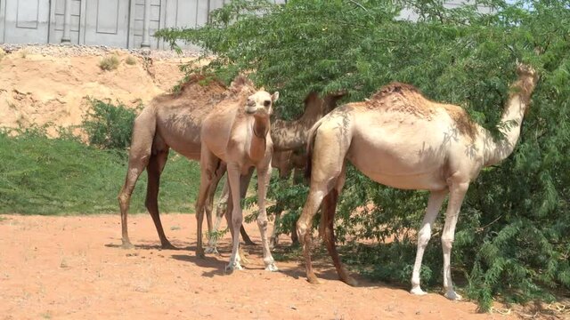 Group of dromedary camels (Camelus dromedarius) in desert sand dunes of the United Arab Emirates eating peas and leaves of Ghaf Trees in the city.