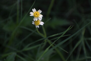 Tridax procumbens, commonly known as coatbuttons or tridax daisy, is a species of flowering plant in the daisy family. It is best known as a widespread weed and pest plant. 