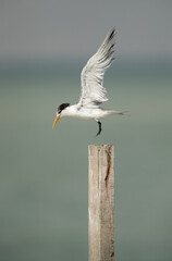 Greater Crested Tern landing on the wooden log