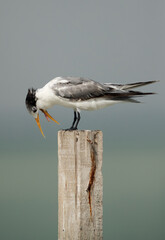 Greater Crested Tern taking out food from the mouth