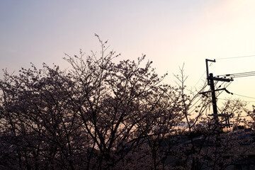 春の夕暮れ・夕焼けと桜のシルエット