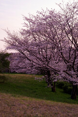 Fototapeta premium 大阪豊中・島熊山緑地の夕暮れに咲く桜の風景