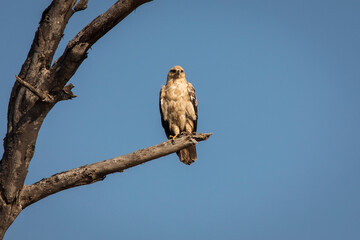 Hawk resting on a tree in Serengeti National Park in Tanzania during safari with blue sky in background. Wild nature of Africa