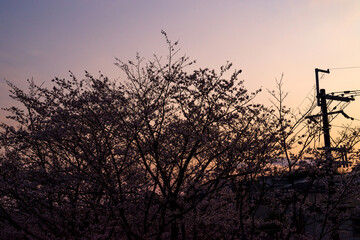 Obraz premium 夕焼けと桜のシルエット