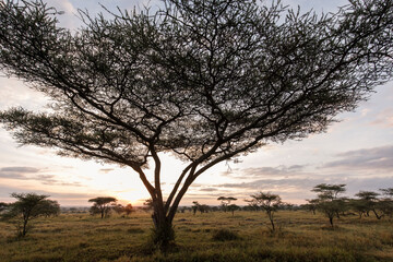 Fototapeta na wymiar Beautiful acacia tree with sunrise in background during safari in Serengeti National Park, Tanzania. Wild nature of Africa