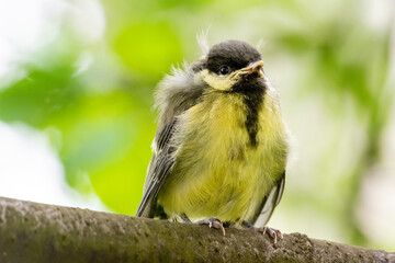 Young great tit (Parus major)