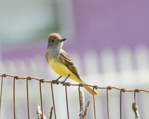 Great Crested Flycatcher