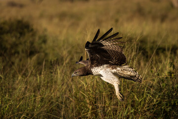 Hawk landing in Serengeti National Park in Tanzania during safari with blue sky in background. Wild nature of Africa