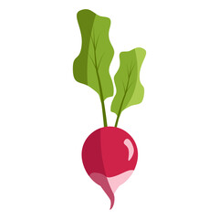 Fresh radish isolated on white background. Radish flat icon.