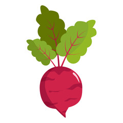 Beetroot isolated on white background. Beetroot flat icon.