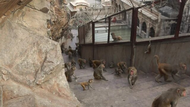 Rhesus macaques (Macaca mulatta) running up the stairs of the monkey temple (Galwar Bagh) close to Udaipur, Rajasthan, India.