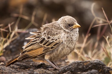 Fototapeta premium Rufous- Tailed Weaver in Ngorongoro national park Tanzania. Wild nature of Africa.