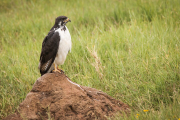 Young hawk resting during safari in Ngorongoro National Park, Tanzania. Green grass and yellow flowers around it. Wild nature of Africa.