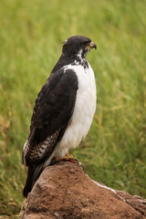 Young hawk resting during safari in Ngorongoro National Park, Tanzania. Green grass and yellow flowers around it. Wild nature of Africa.