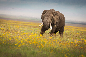 Obraz na płótnie Canvas Elephant eating grass during safari in National Park of Ngorongoro, Tanzania. Beautiful yellow flowers around him. Wild nature of Africa.