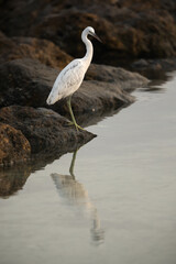 Western reef egret white morphed at Busaiteen coast