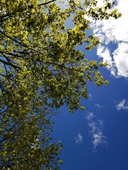 tree on a background of blue sky