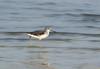 Common Greenshank moving, a panning effect