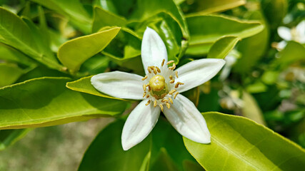한국 제주도 귤나무 귤꽃